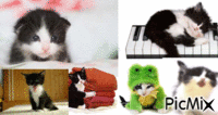 chaton blanc et noir - GIF animé gratuit