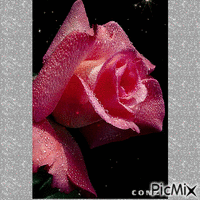 rosa gif geanimeerde GIF