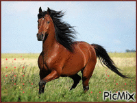 Лошадь бегущая. - GIF animate gratis