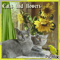 Cat,s and flowers - GIF animé gratuit