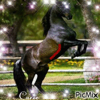love cheval - GIF animé gratuit
