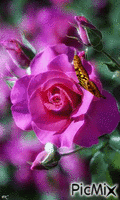 Flor na Alma - GIF animado grátis