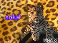 leopard mimi - GIF animé gratuit