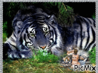tigre et chatons анимирани ГИФ