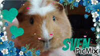 Sven Animated GIF