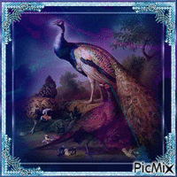 Blue Peacock - Animovaný GIF zadarmo