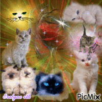 petits chatons - Безплатен анимиран GIF