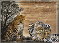 leopard анимированный гифка