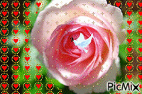 Rosas 5 - GIF animado gratis
