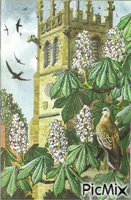 Swallows, England animirani GIF