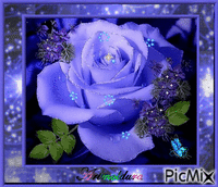 Rosa lilás - Gratis animerad GIF