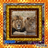 Les lions amoureux - GIF animé gratuit