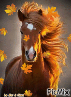 cheval - GIF animé gratuit