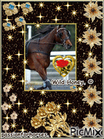 La championne Wild Honey. © - Бесплатный анимированный гифка