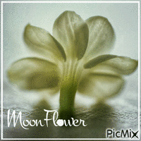 Moonflower анимирани ГИФ