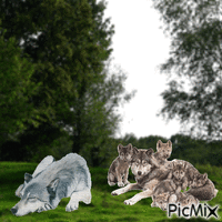 lupi in primavera - Ingyenes animált GIF