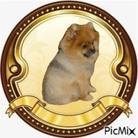 Pomeranian Diotje - Darmowy animowany GIF