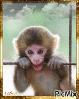 beau bébé singe - GIF animé gratuit