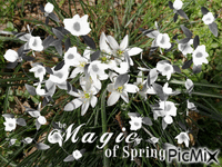 spring 动画 GIF