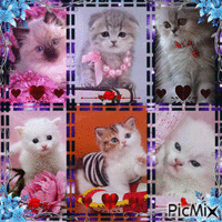 Cute kittens - Free animated GIF