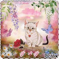CHAT BLANC PAPILLONS - Free animated GIF