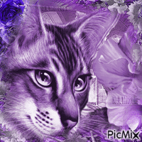 chat violet κινούμενο GIF