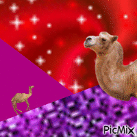 two camels by night animēts GIF