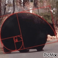 this bear is mathematically perfect - GIF เคลื่อนไหวฟรี