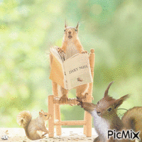 Squirrels - Free animated GIF