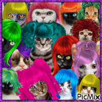 Funny Cats Wearing Wigs - Free animated GIF