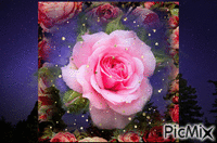 Pink Rose - Безплатен анимиран GIF