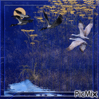 cranes in flight - Ilmainen animoitu GIF