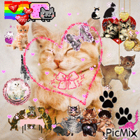 lil meow meow - GIF animé gratuit