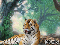 tiger GIF animé
