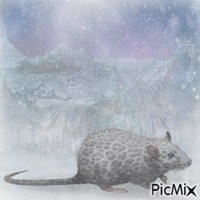 Snow leopard rat - GIF animé gratuit