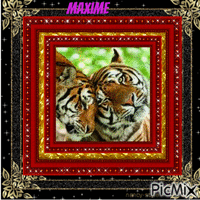 Tigres amoureux 3 - GIF animé gratuit