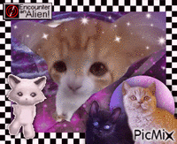 silly space cats GIF animé