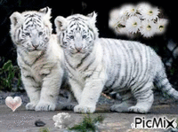 Tigrous blancs. © - GIF animado gratis