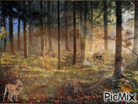 les animaux de la forêt - Free animated GIF