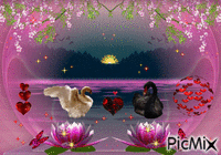 влюбленные лебеди - 無料のアニメーション GIF