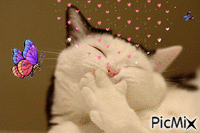 Katze animuotas GIF