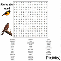 Bird word search - Бесплатный анимированный гифка