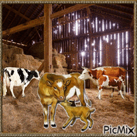Kühe im Stall - 無料のアニメーション GIF