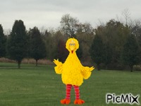 Big Bird in the country animoitu GIF