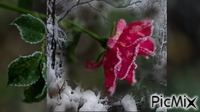 роза - 免费动画 GIF