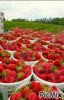 le temps des fraises - Darmowy animowany GIF