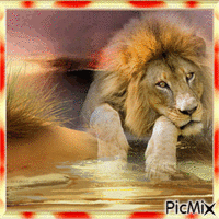 the king of the jungle Animiertes GIF