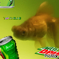 Pompon Goldfish GIF animé