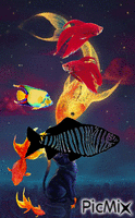 Rodeado de peces Animated GIF