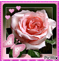 Pink rose. animasyonlu GIF